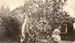 1919a7_lind_stan_tree_c1919