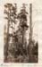 1924m9_Cubs_in_tree_near_Lake_Hotel_26Jun1924