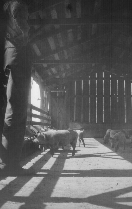 1912l8_henry_neal_pigs_c1923
