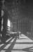 1923f5_henry_neal_pigs_c1923