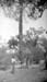 1928e2_henry_neal_picket_enclosure_years_later_c1928