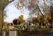 mt_olivet_fall_2006_trees
